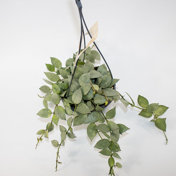 Hoya krohniana Eskimo Ø14cm H35cm