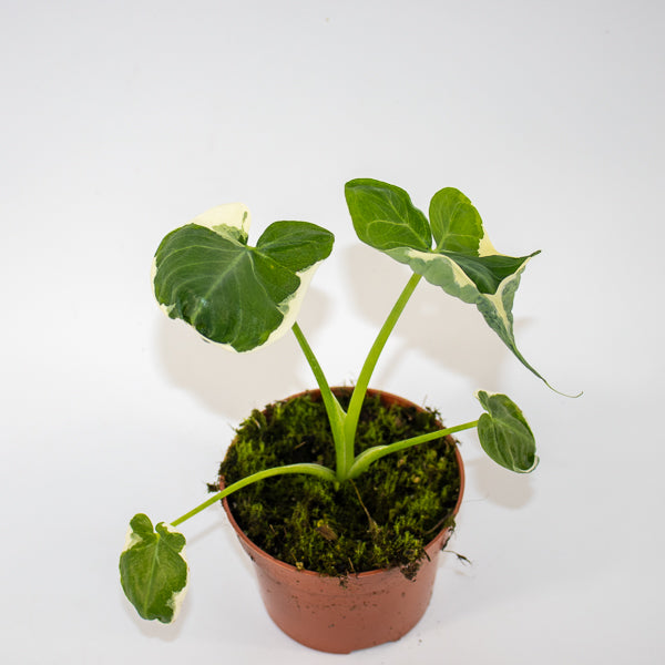 Alocasia Mickey Mouse - AKA - Xanthosoma sagittifolium Variegatum Monstrosum Ø10.5cm H20cm