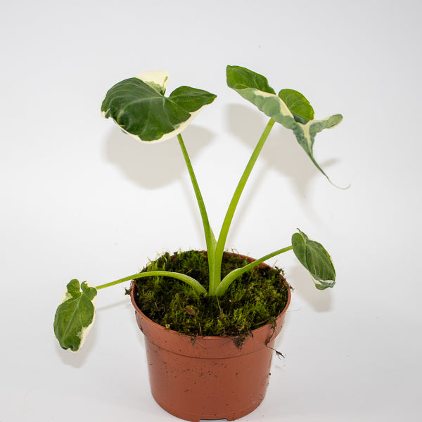 Alocasia Mickey Mouse - AKA - Xanthosoma sagittifolium Variegatum Monstrosum Ø10.5cm H20cm