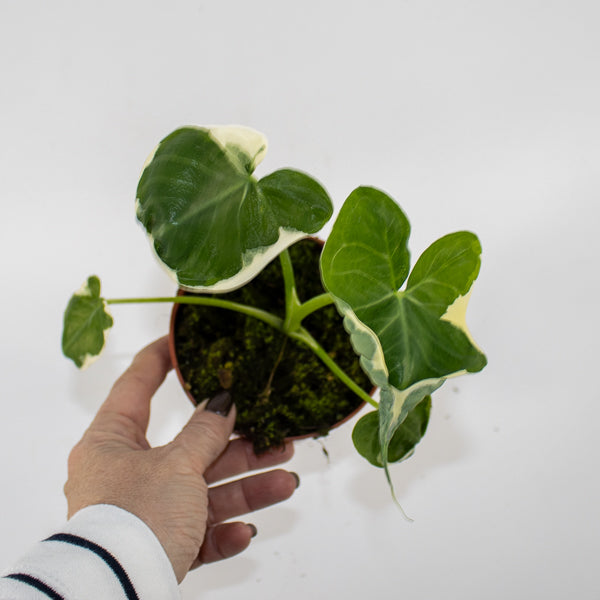 Alocasia Mickey Mouse - AKA - Xanthosoma sagittifolium Variegatum Monstrosum Ø10.5cm H20cm