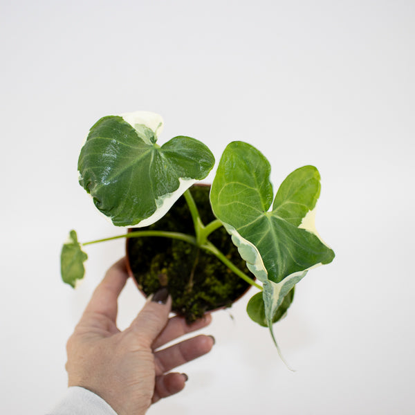 Alocasia Mickey Mouse - AKA - Xanthosoma sagittifolium Variegatum Monstrosum Ø10.5cm H20cm