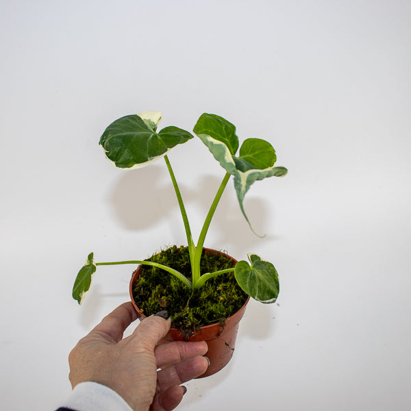 Alocasia Mickey Mouse - AKA - Xanthosoma sagittifolium Variegatum Monstrosum Ø10.5cm H20cm