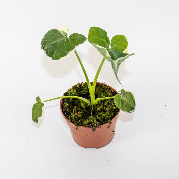 Alocasia Mickey Mouse - AKA - Xanthosoma sagittifolium Variegatum Monstrosum Ø10.5cm H20cm