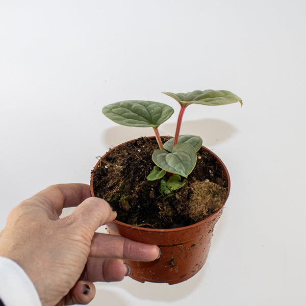 Anthurium luxurians Ø10.5cm H15cm