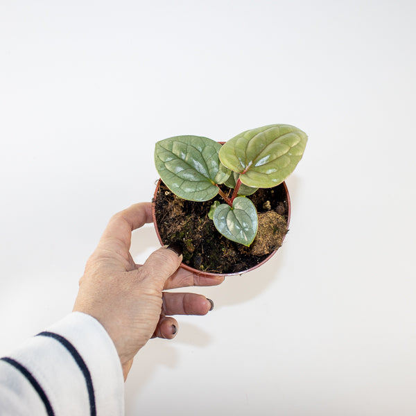 Anthurium luxurians Ø10.5cm H15cm