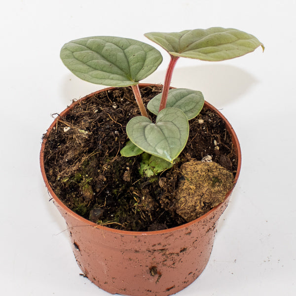 Anthurium luxurians Ø10.5cm H15cm