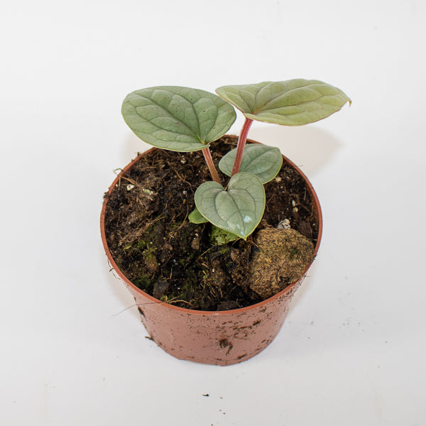 Anthurium luxurians Ø10.5cm H15cm