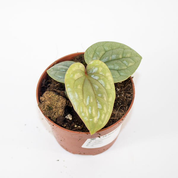 Anthurium luxurians Ø10.5cm H15cm