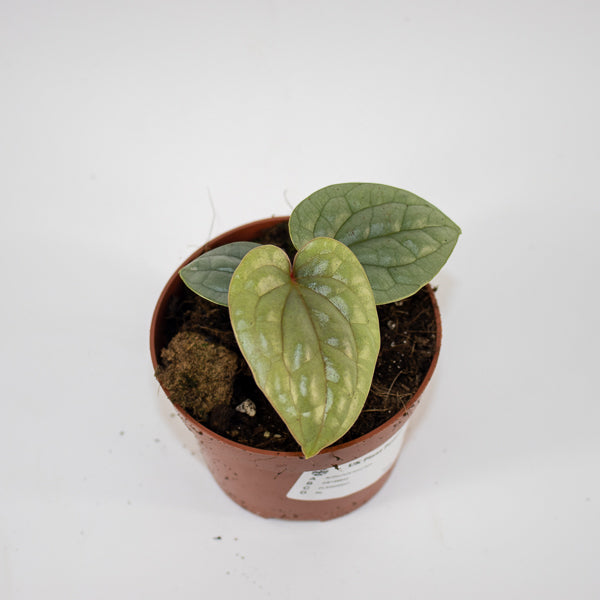 Anthurium luxurians Ø10.5cm H15cm