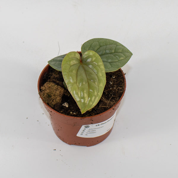 Anthurium luxurians Ø10.5cm H15cm