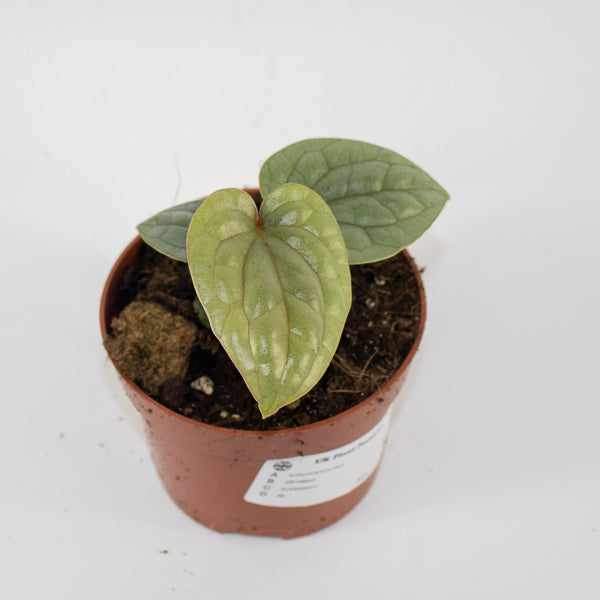 Anthurium luxurians Ø10.5cm H15cm