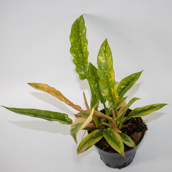 Philodendron Ring of Fire Ø14cm H35cm