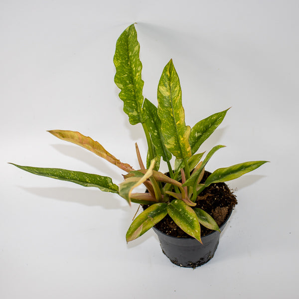 Philodendron Ring of Fire Ø14cm H35cm