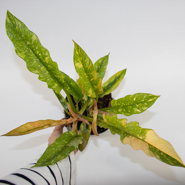 Philodendron Ring of Fire Ø14cm H35cm