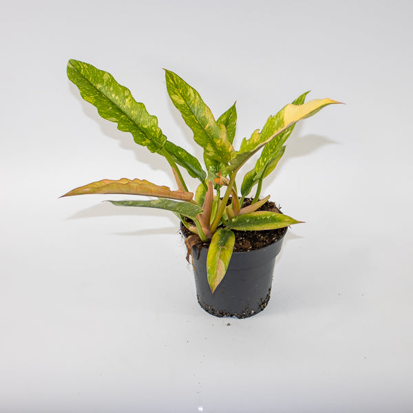 Philodendron Ring of Fire Ø14cm H35cm