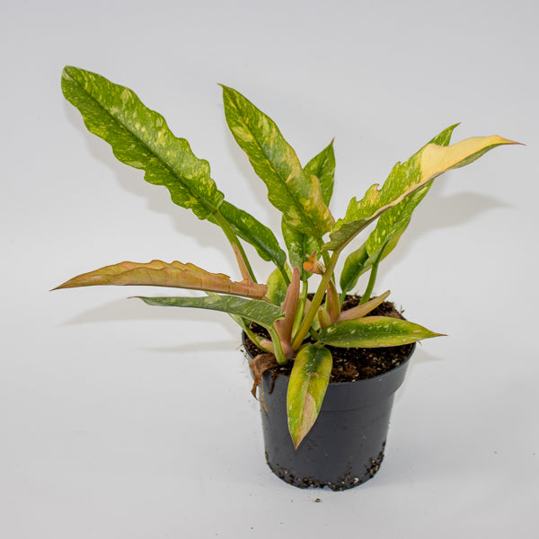 Philodendron Ring of Fire Ø14cm H35cm