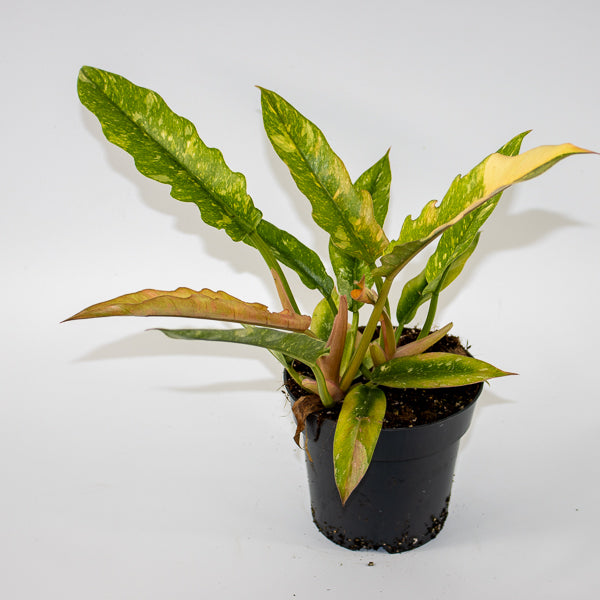 Philodendron Ring of Fire Ø14cm H35cm