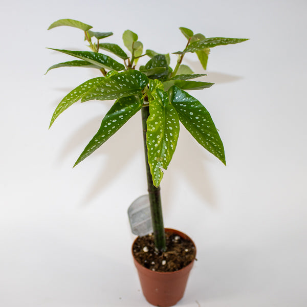 Begonia Tamaya Ø9cm H35cm
