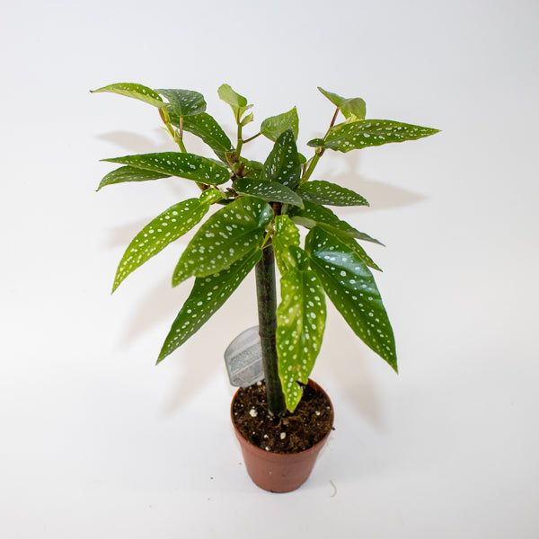 Begonia Tamaya Ø9cm H35cm