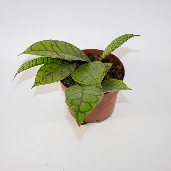 Hoya callistophylla KAL 16 Ø12cm H14cm