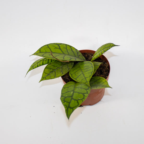 Hoya callistophylla KAL 16 Ø12cm H14cm