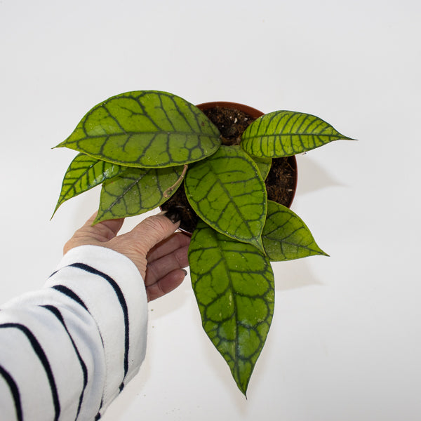 Hoya callistophylla KAL 16 Ø12cm H14cm