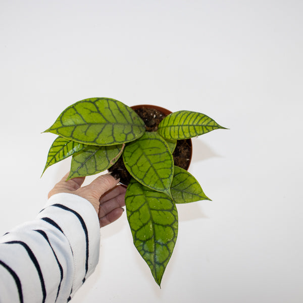 Hoya callistophylla KAL 16 Ø12cm H14cm