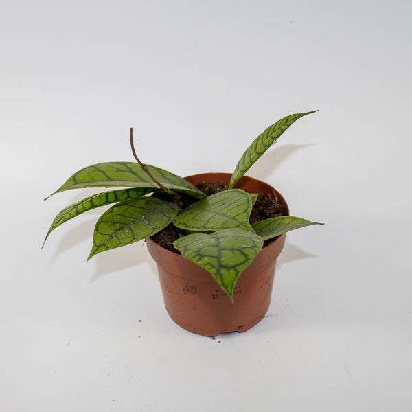 Hoya callistophylla KAL 16 Ø12cm H14cm