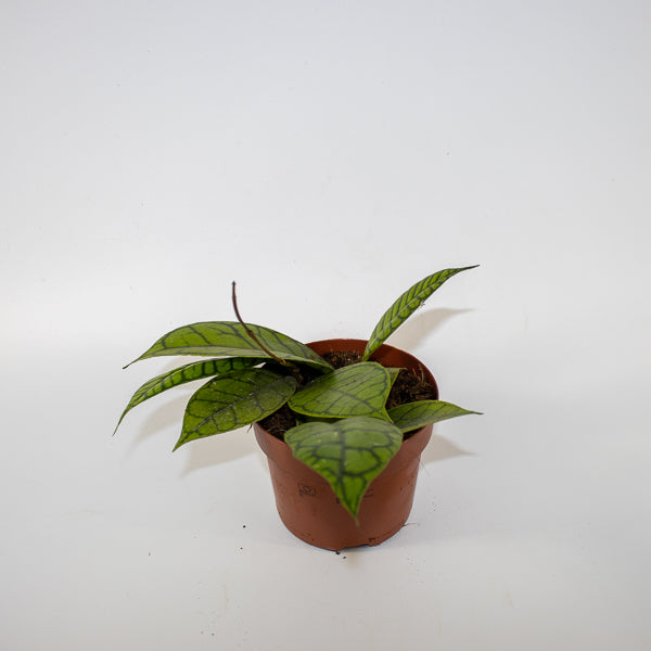 Hoya callistophylla KAL 16 Ø12cm H14cm