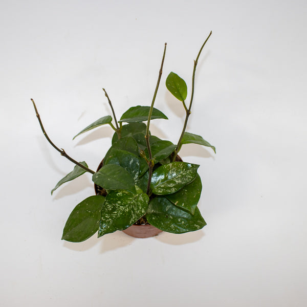 Hoya carnosa Freckles Splash Ø12cm H14cm