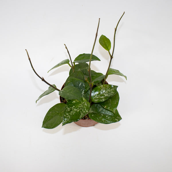 Hoya carnosa Freckles Splash Ø12cm H14cm