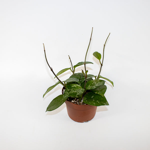 Hoya carnosa Freckles Splash Ø12cm H14cm