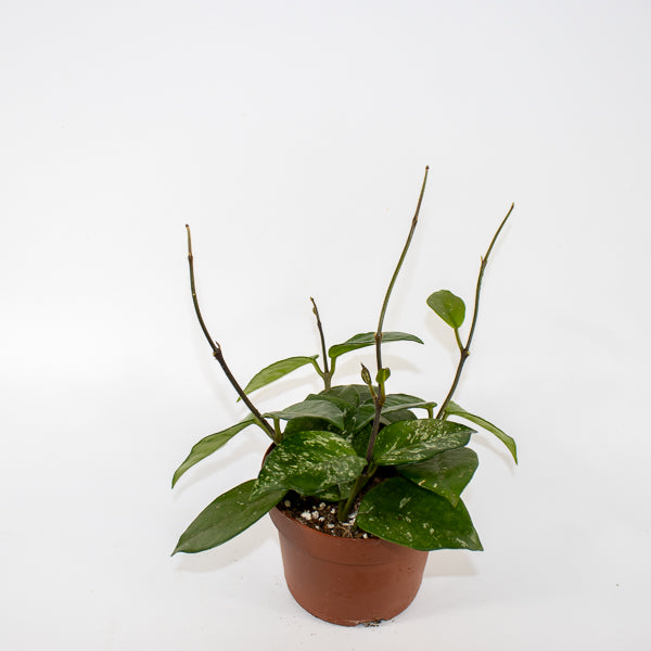 Hoya carnosa Freckles Splash Ø12cm H14cm