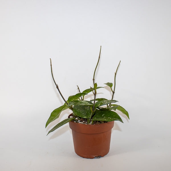 Hoya carnosa Freckles Splash Ø12cm H14cm