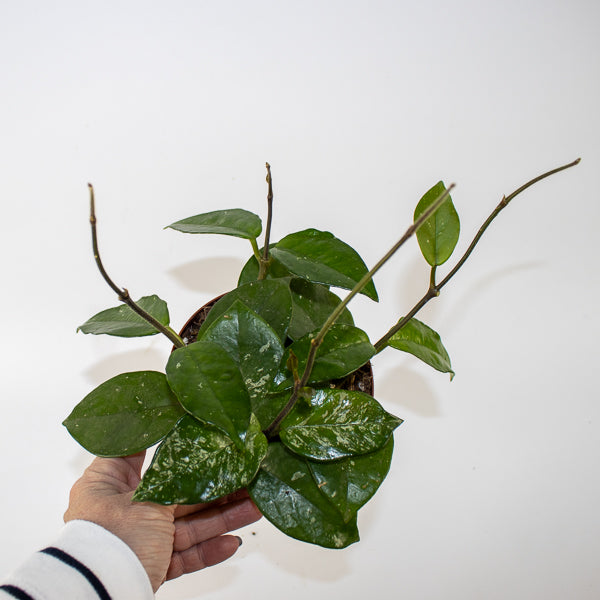 Hoya carnosa Freckles Splash Ø12cm H14cm
