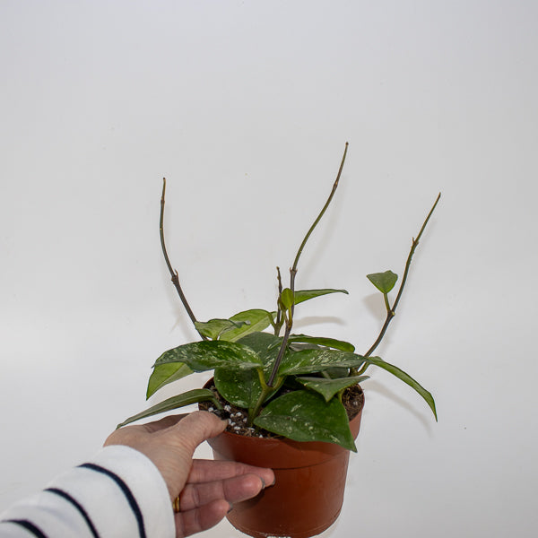 Hoya carnosa Freckles Splash Ø12cm H14cm