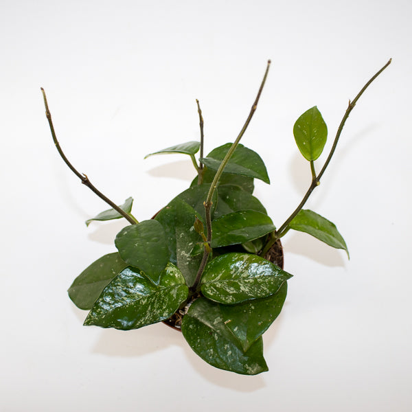 Hoya carnosa Freckles Splash Ø12cm H14cm