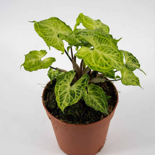 Syngonium Batik Ø12cm H20cm