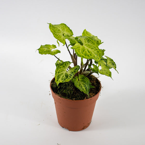 Syngonium Batik Ø12cm H20cm