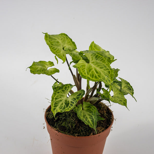 Syngonium Batik Ø12cm H20cm