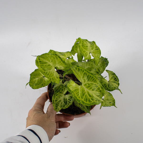 Syngonium Batik Ø12cm H20cm
