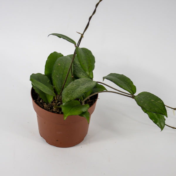 Hoya Erythrina Ø12cm H15cm