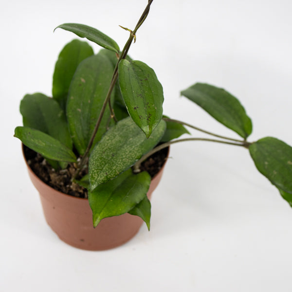 Hoya Erythrina Ø12cm H15cm
