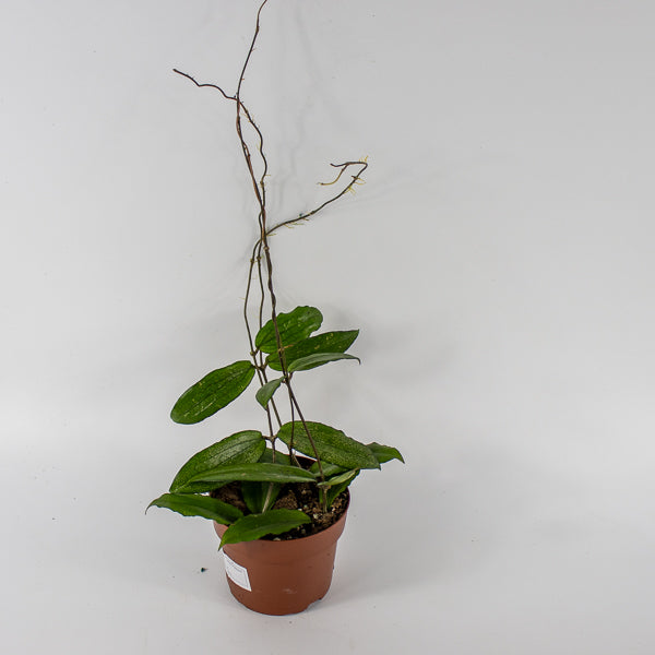 Hoya Erythrina Ø12cm H15cm