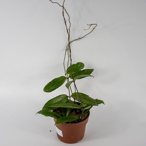 Hoya Erythrina Ø12cm H15cm