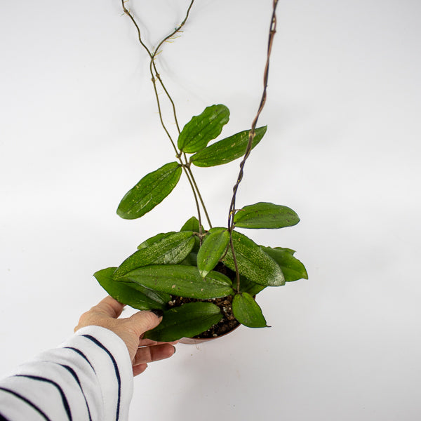 Hoya Erythrina Ø12cm H15cm