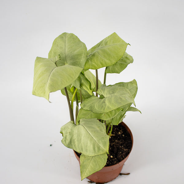 Syngonium podophyllum Holly M Ø12cm H23cm