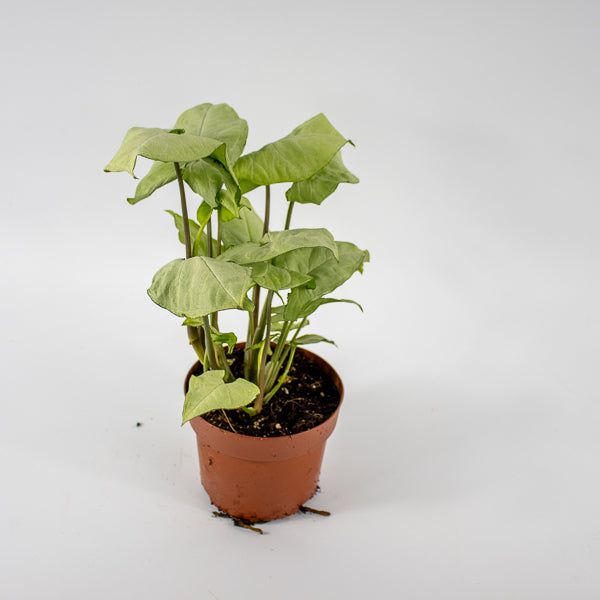 Syngonium podophyllum Holly M Ø12cm H23cm