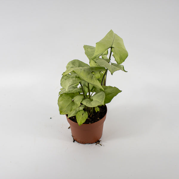 Syngonium podophyllum Holly M Ø12cm H23cm