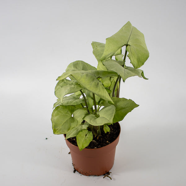 Syngonium podophyllum Holly M Ø12cm H23cm